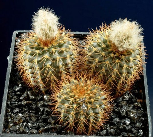 Frailea_mammifera